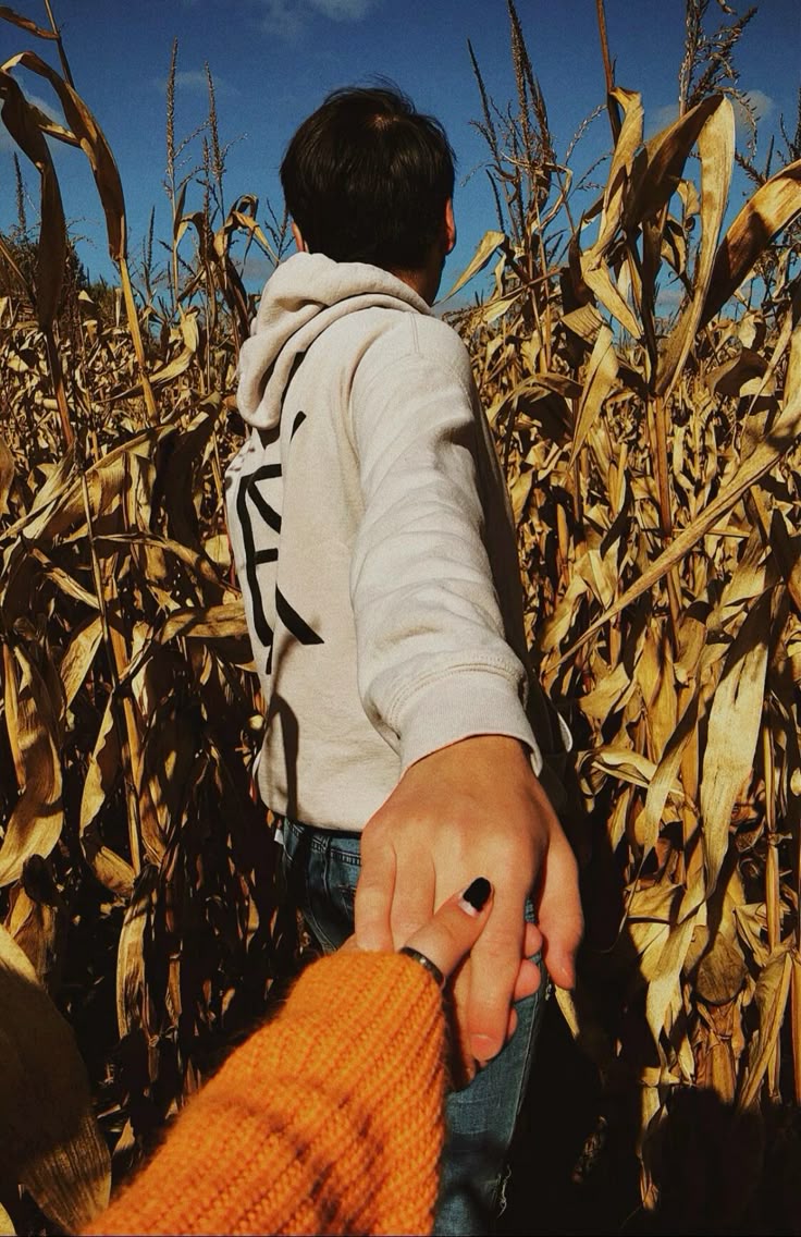 Cornfield, corn maze, fall, autumn