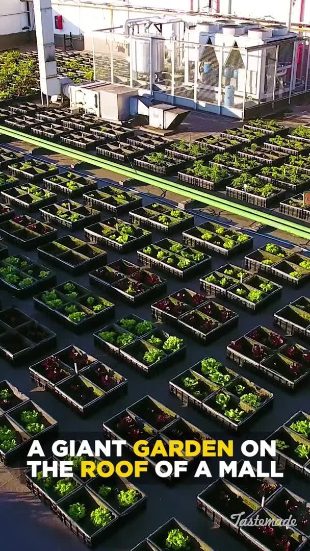 #garden #gardening #gardens #gardendesign #gardener #gardenl