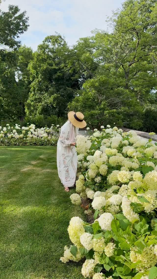 Planted these hydrangeas 6 years ago and look at them now!!!