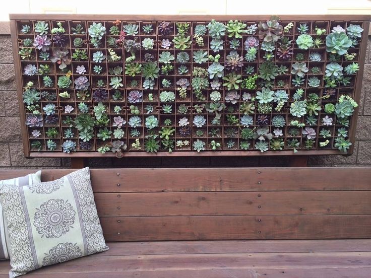 Wow!!! Gorgeous succulent wall made with our potted 2" are $