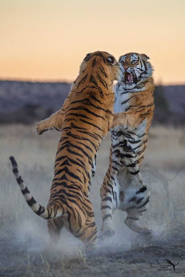 "Yes. Yes!  Tonight we do the forbidden dance of people eati
