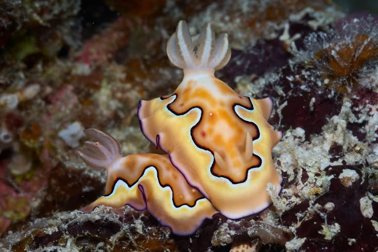 Goniobranchus coi, Palau. This pair is eating Chelonaplysill