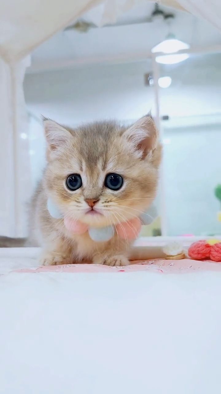 Visit LINK for more cute products 😻😻😻 .Step into the enchant