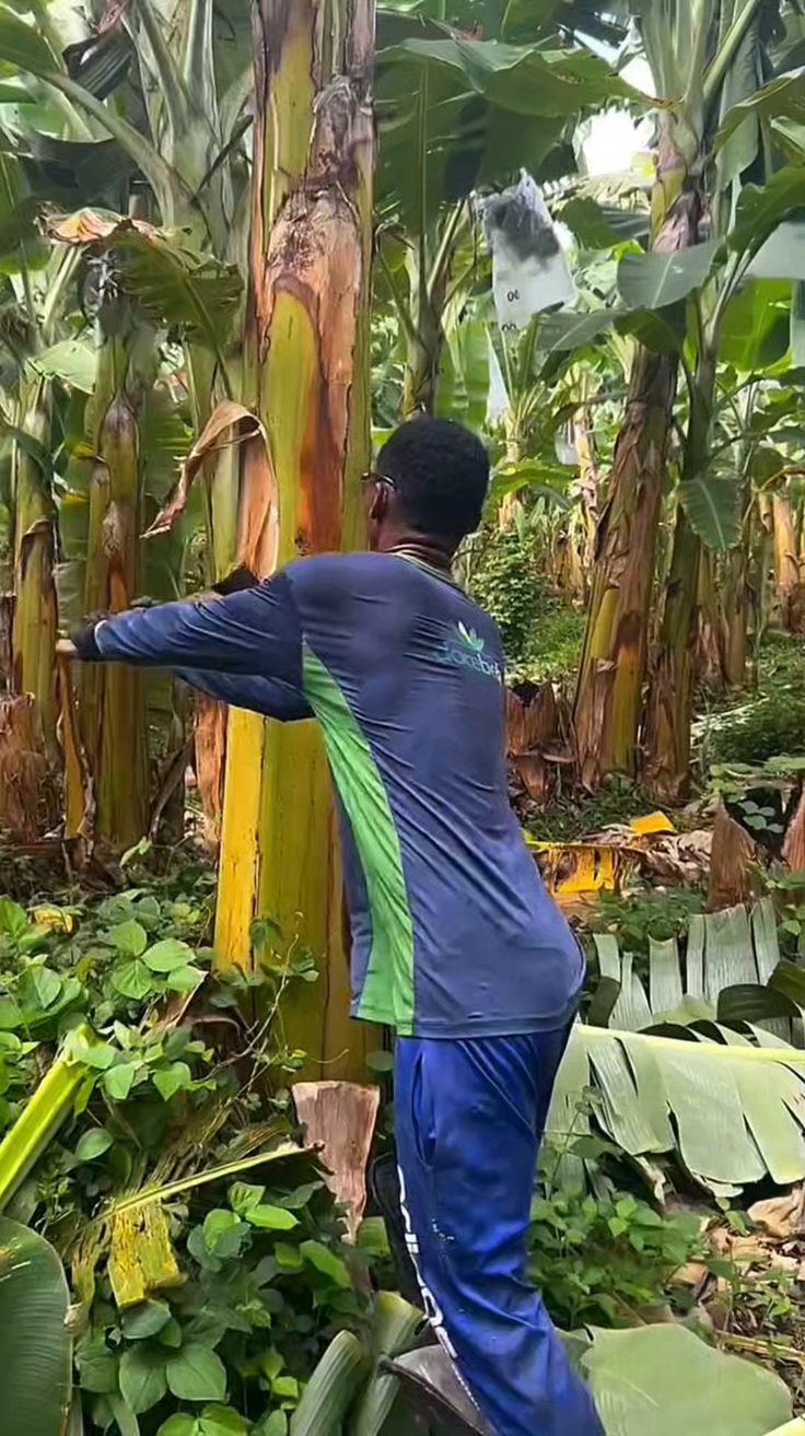 Smart Farmers Make Banana Harvest Easy 🍌 #FarmSmart #BananaF