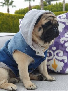 #emilyenglishbulldog