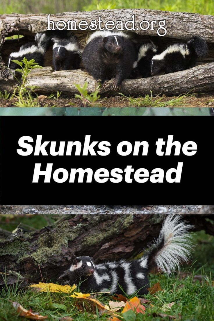 #Skunks are a necessary part of the #ecosystem. They eat man