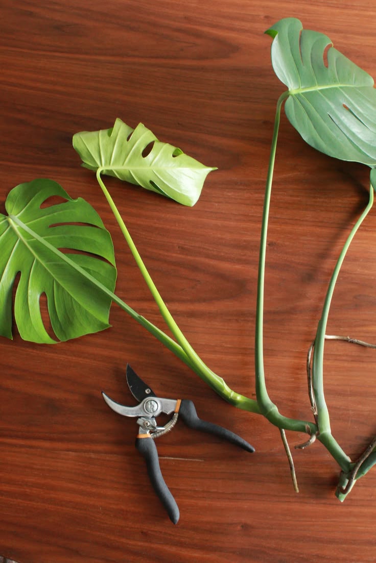 Good to Know: How to Propagate a Monstera (and other care ti