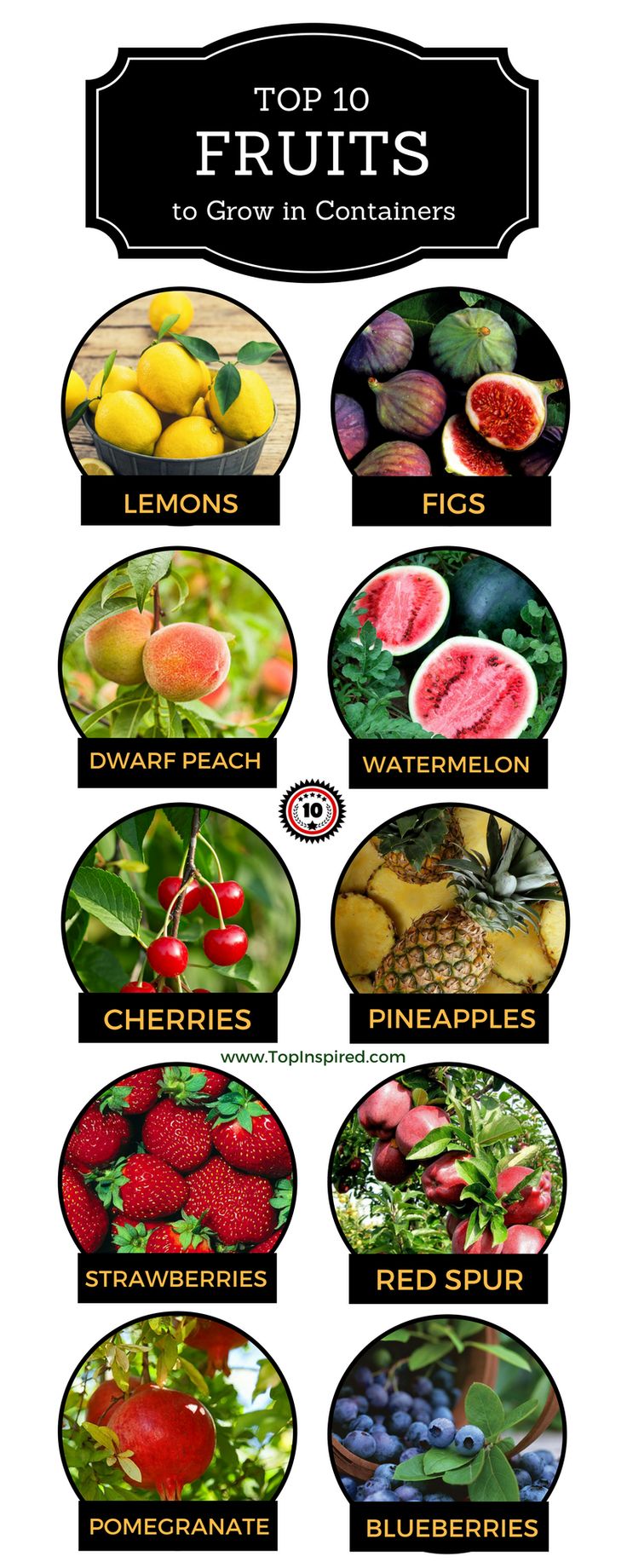 Top 10 Fruits You Can Grow in a Container