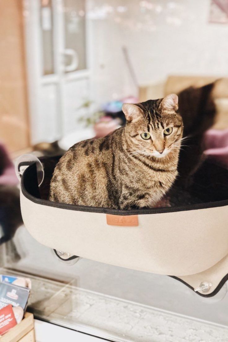 Basking in this cat window hammock, your cat can avoid movin