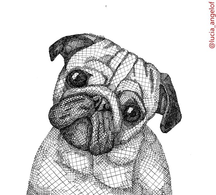 Black & white drawing of a pug dog - cross hatching shading 