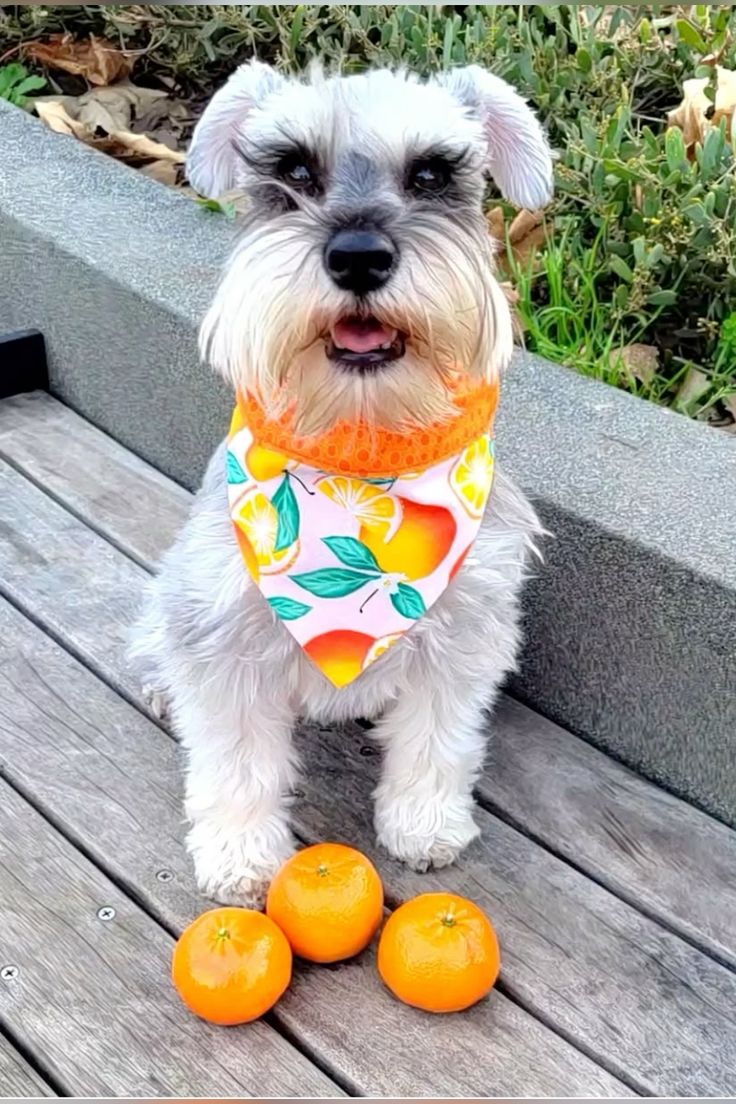 #minischnauzers #miniatureschnauzer
#schnauzer #happydog #sa