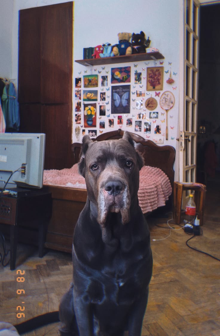 cute cane Corso Ina  girly room
