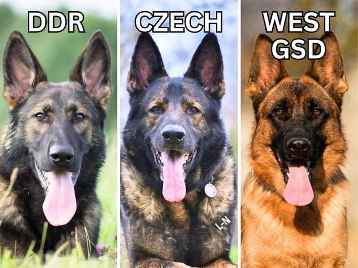 .
.
.
.
.
.
.
.
German shepherd gift item amazon,
German she