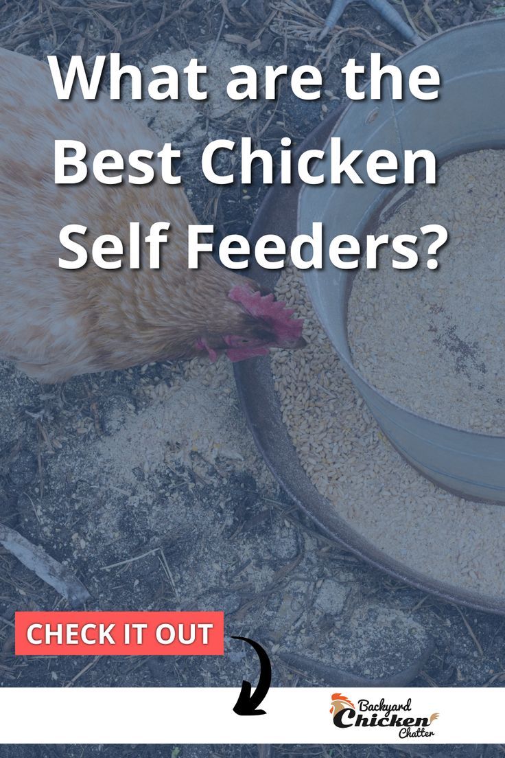 Chicken self-feeders come in handy to help you feed your bir