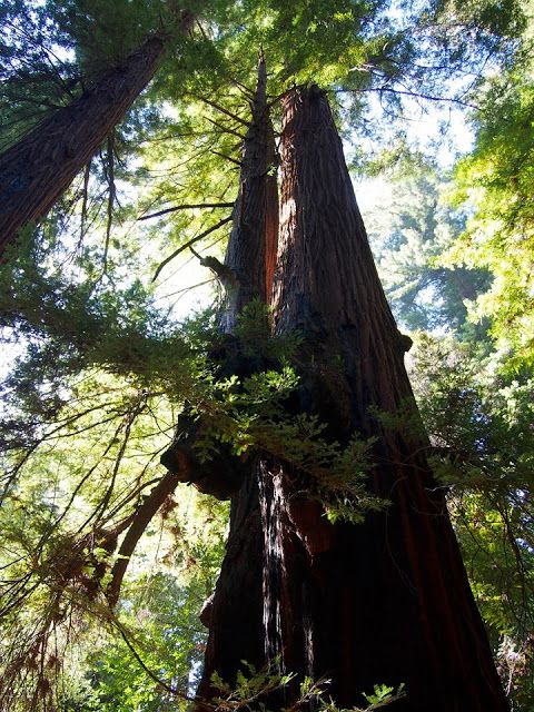 #Redwoods Northern #California Vacation