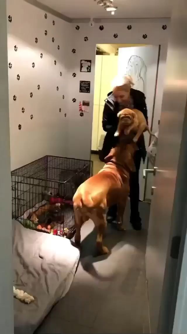 A new brother 🥺.. Happy National Dog Day 🤍 How cute is this!