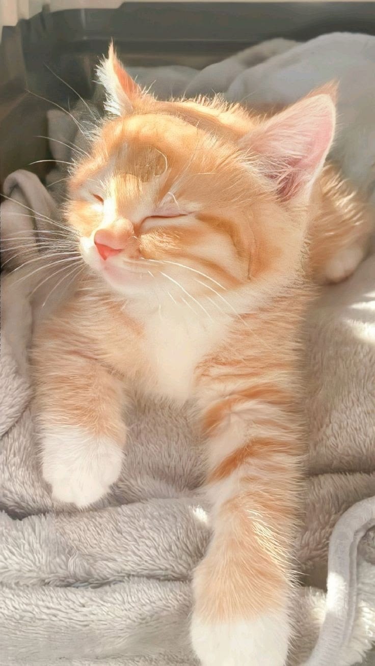 #cats#loveintheair #aesthetic