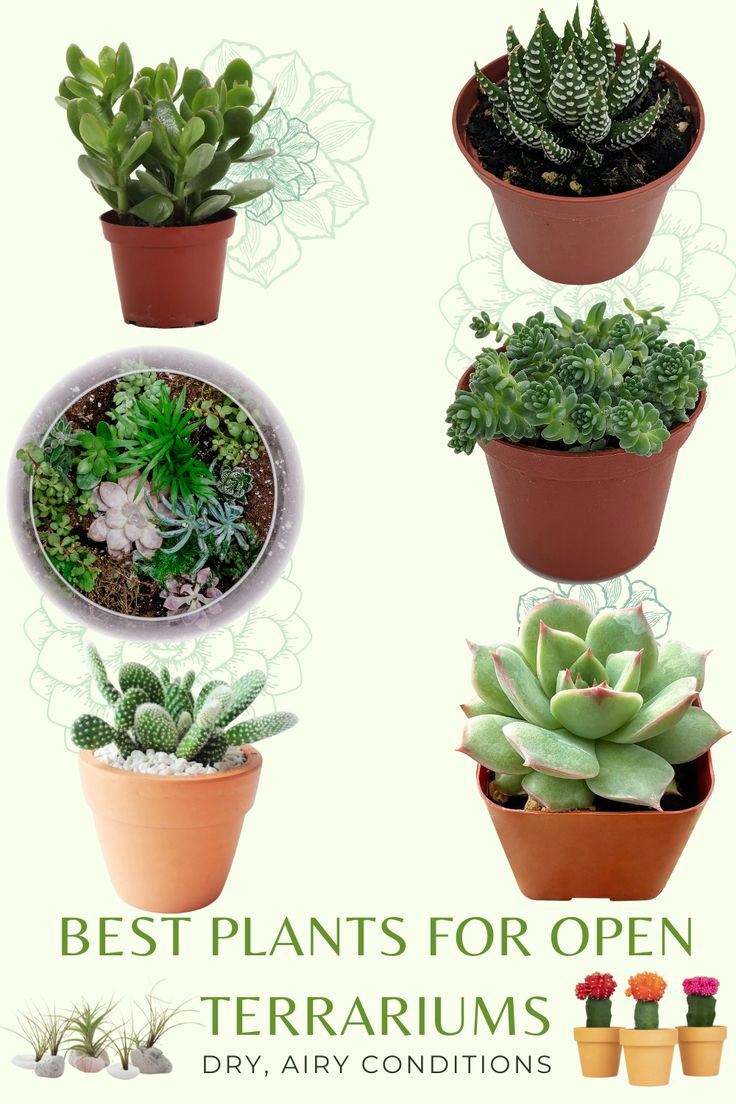 Obsessed with open terrariums? You're not alone! From trendy