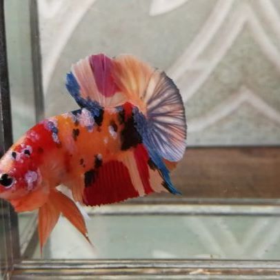 #bettafish hashtag on Instagram • Photos and Videos    #Regr