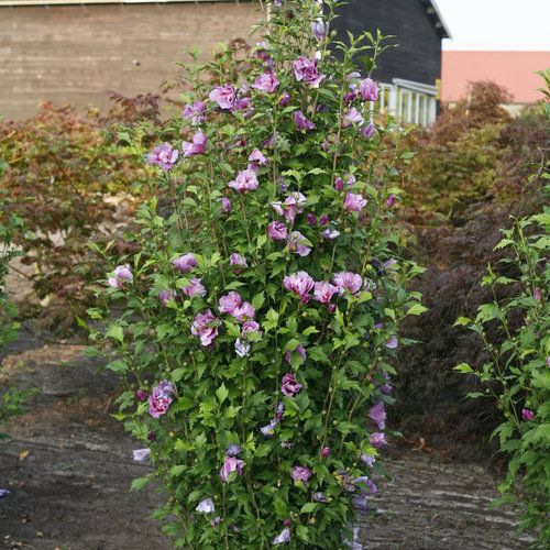 Purple Pillar® - Rose of Sharon - Hibiscus syriacus | Proven