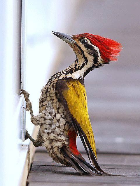 Common Flameback