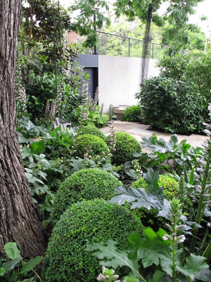 Love the buxus balls mixed with tall spikes of flowerheads.