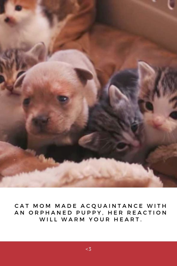 Cat mom made acquaintance with an orphaned puppy, her reacti