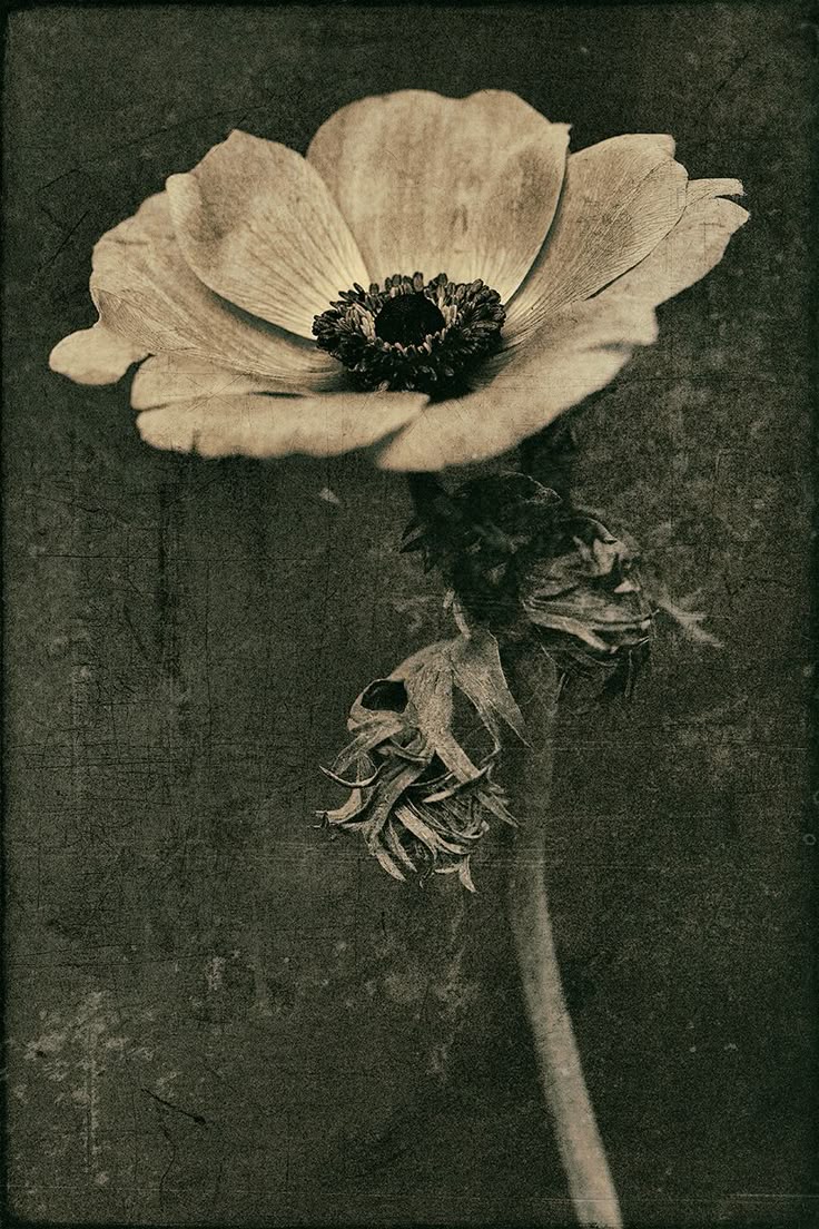 stanford-photography:  Anemone Imperfectus II