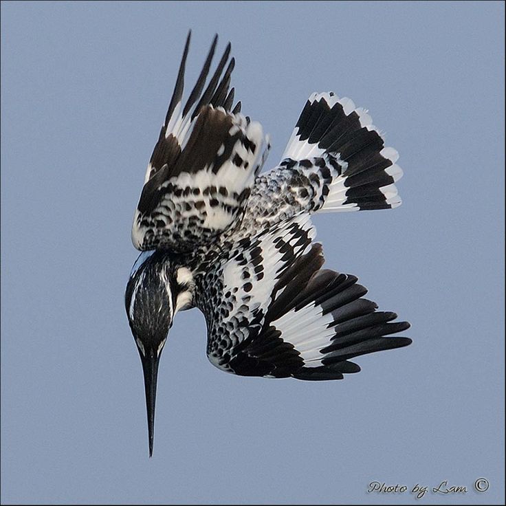 斑魚狗 Pied KingFisher | Flickr - Photo Sharing!