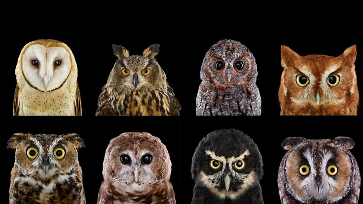 Happy Superb Owl Sunday! These owls may wear the same game f