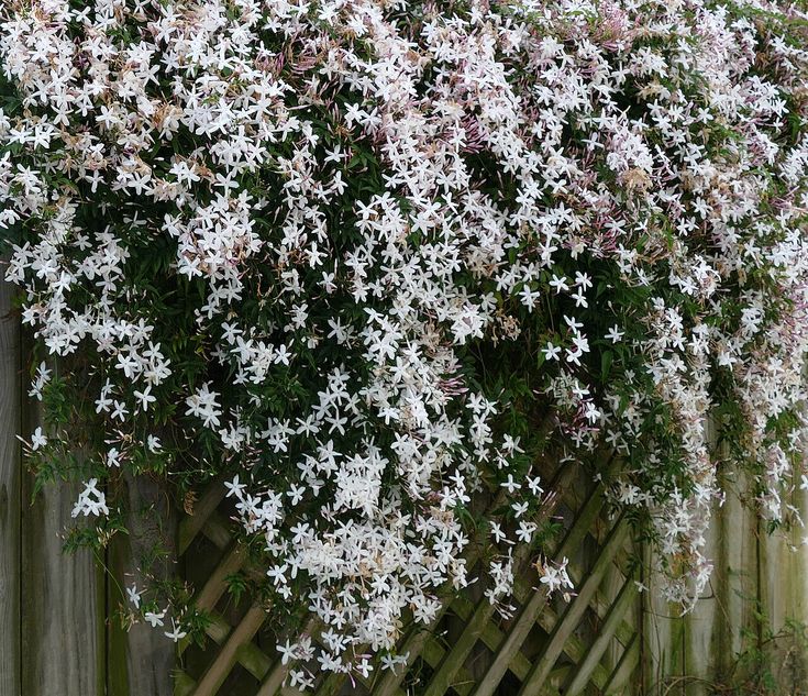 Common Jasmine - Jasminum officinale - Wikipedia