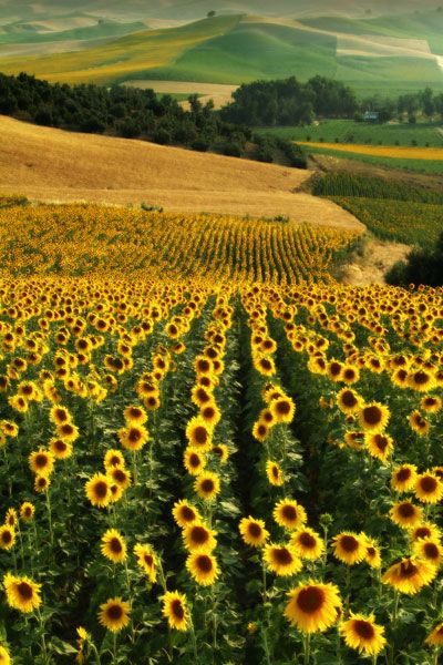 Sunflower fields, Andalucia, Spain...