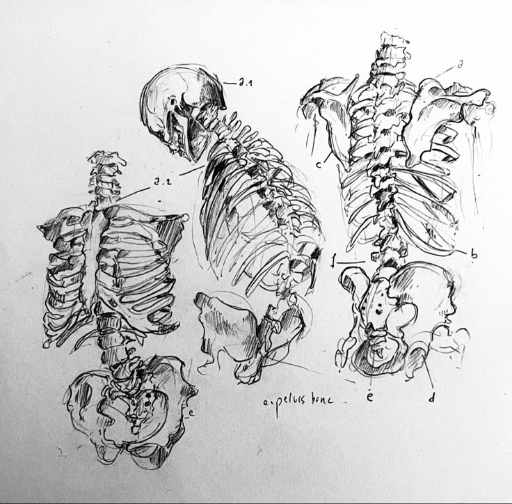 Pencil sketch to practice anatomy. Anatomy for artist is the