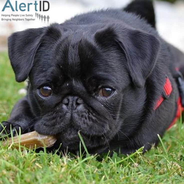 After finding a lost dog, an AlertID member successfully reu