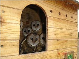 Give an owl a home Owl nesting boxes are constructed from st