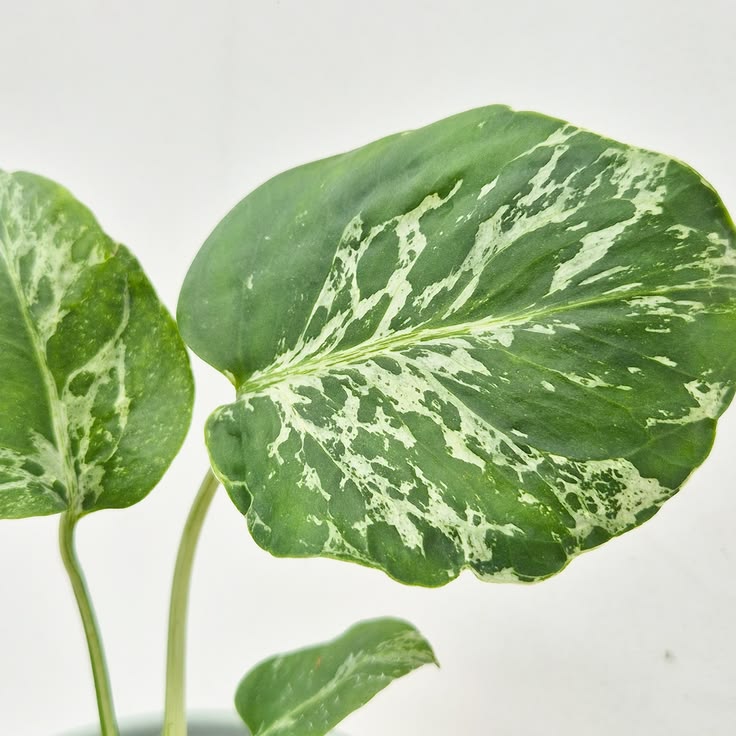 🌿 Monstera Bulbasaur 🌿

One of the most sought-after rare Mo