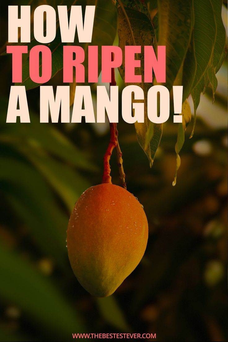 Learn how to ripen mangoes fast or naturally at home with th