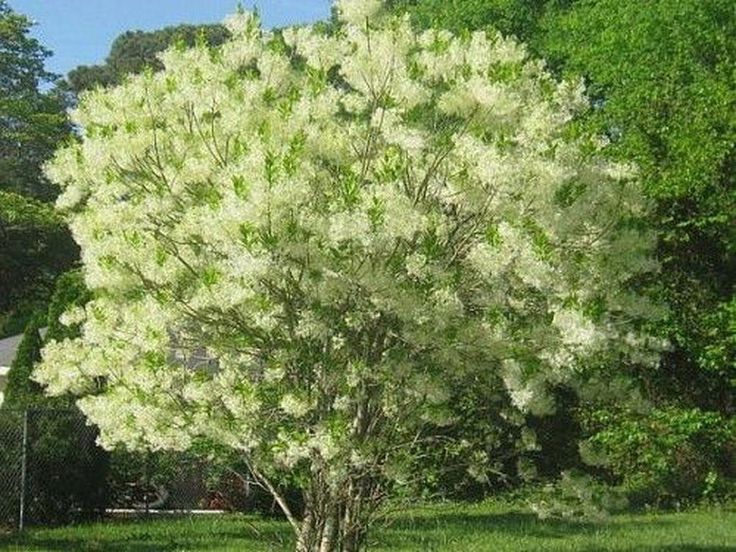 30+ Creative Bonsai Trees Gardening Ideas For Backyard