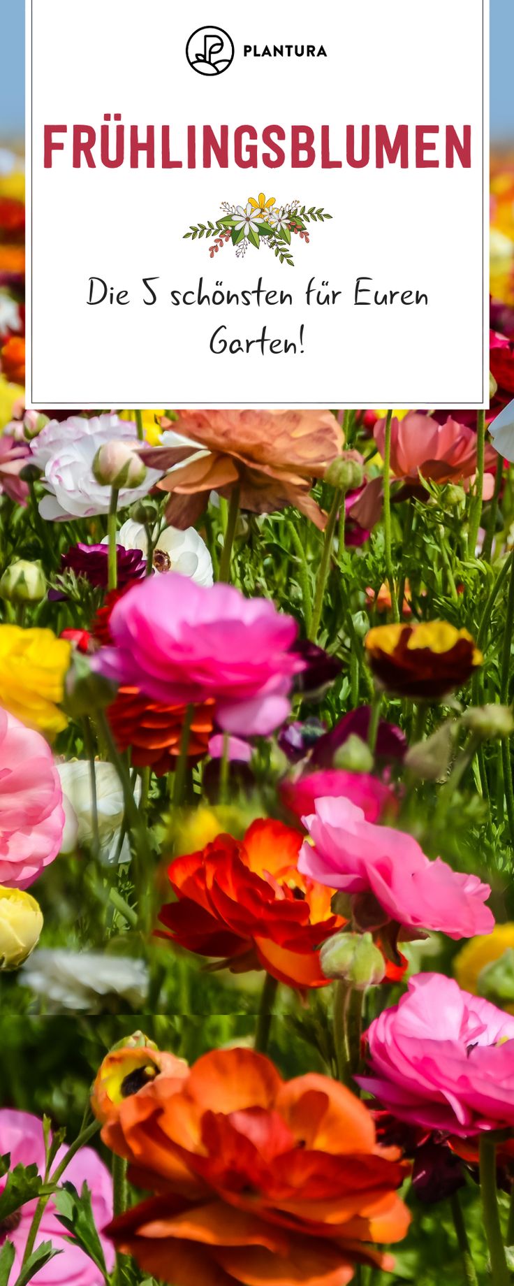 Frühlingsblumen: Die 5 schönsten für Euren Garten! Egal ob T