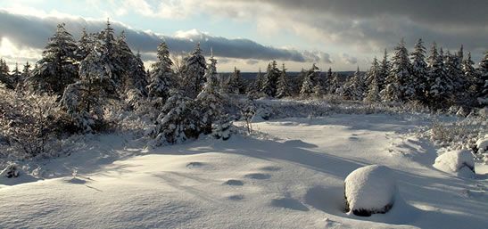 Snowy shutterbugs: My top six tips for winter photography