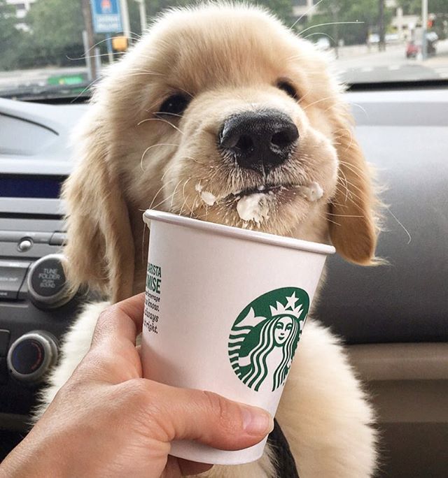 Puppy latte, shaken not stirred. Make it a double. @starbuck