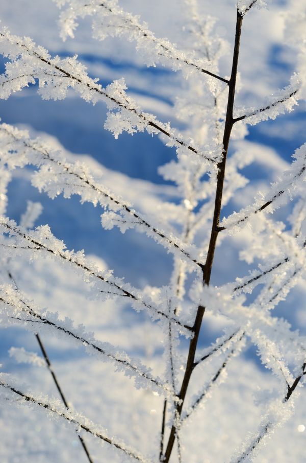 Time To Think About Winterizing Your Landscape