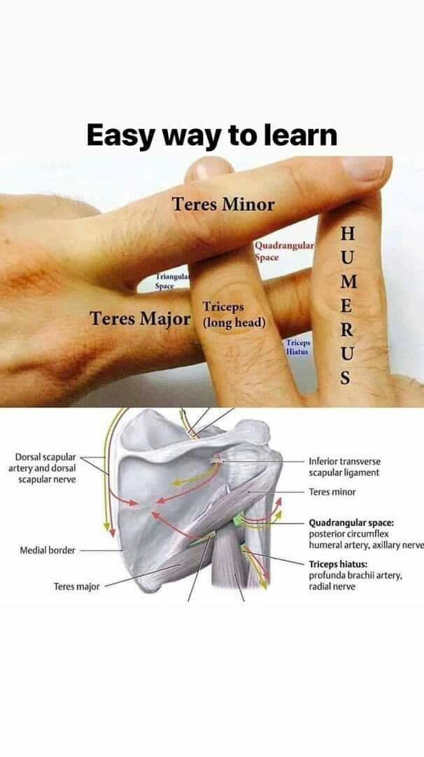 This is a human scapula but just turn it 90 degrees.... now 