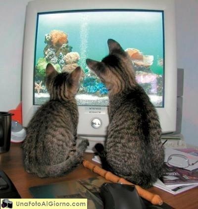 cuties watching fish