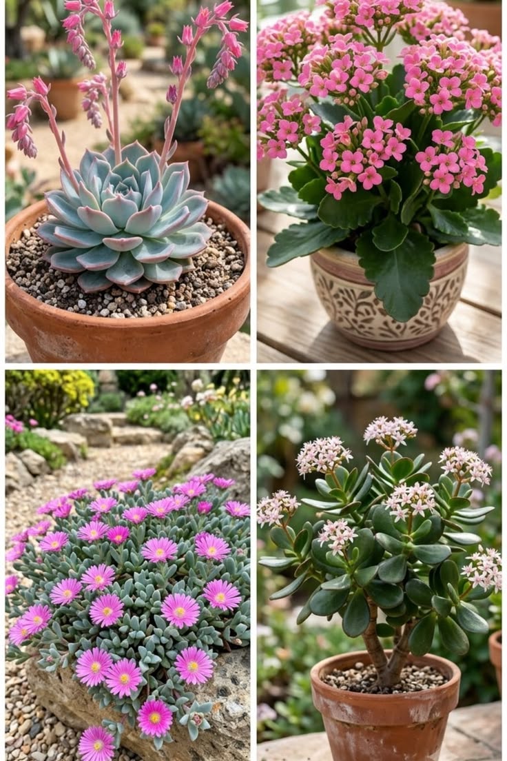 Create a colorful container garden with pink-flowering succu