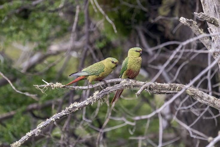 Terry Allen Wild parakeets