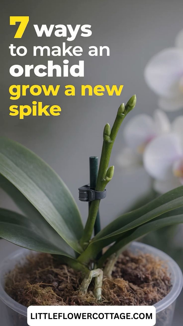7 ways to make an orchid grow a new spike include everything