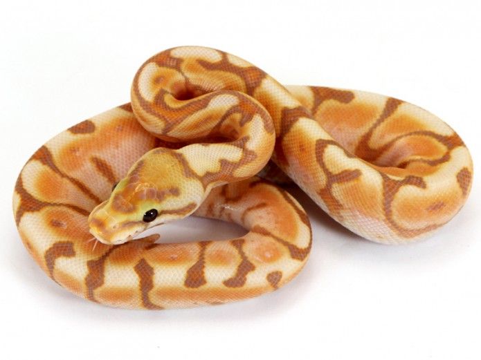 Banana Enchi Cinnamon Spider | Markus Jayne Ball Pythons