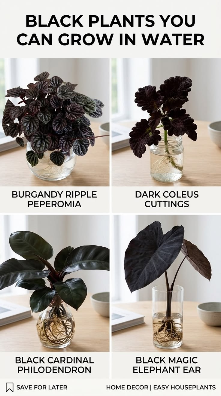 These black plants you can grow in water pair dramatic leave