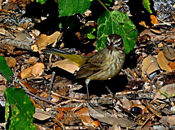 Yellow-rumped Warbler at Enchanted Forest
